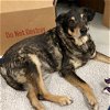 adoptable Dog in hou, TX named Grumpelstiltskin