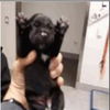 adoptable Dog in  named Jewels