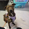 adoptable Dog in  named Peaches