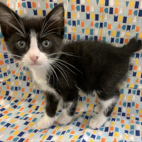 picture of the cat needing adoption