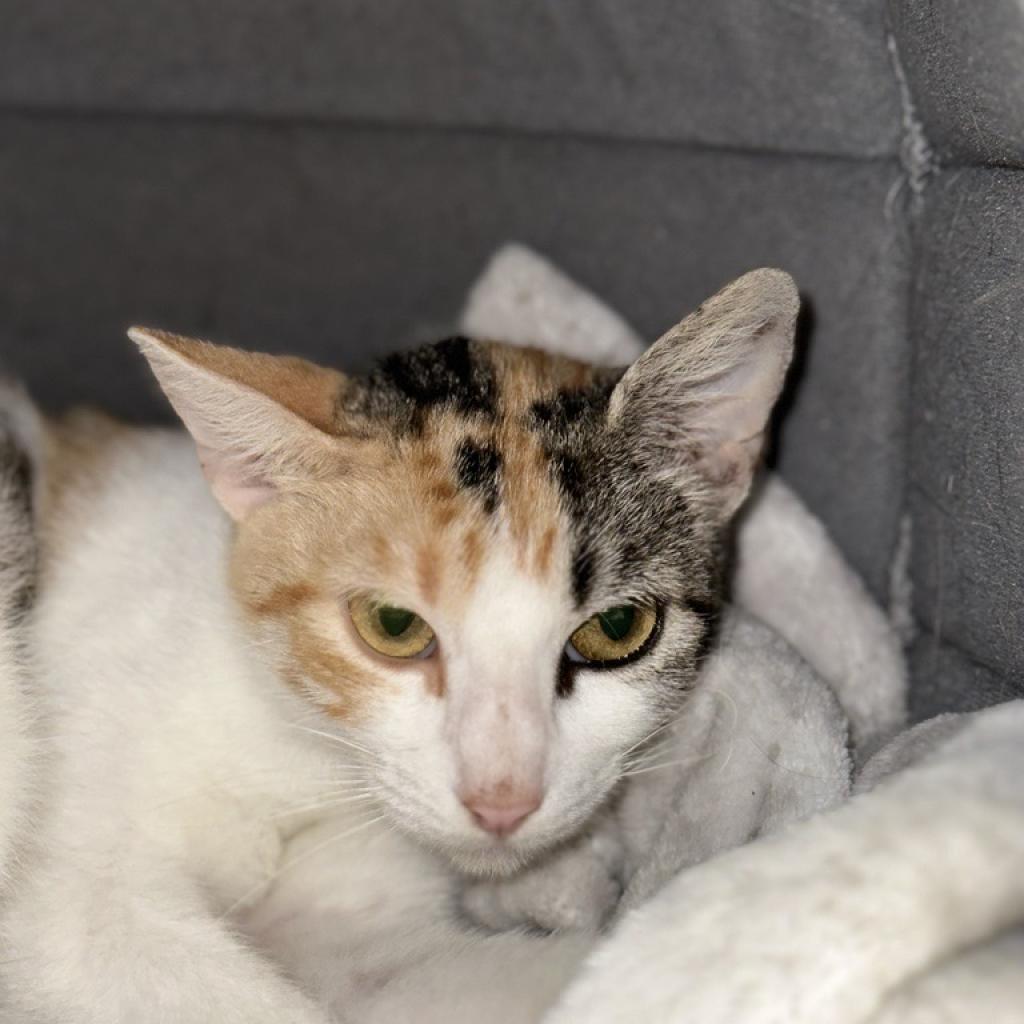 Lucy - Domestic Short Hair