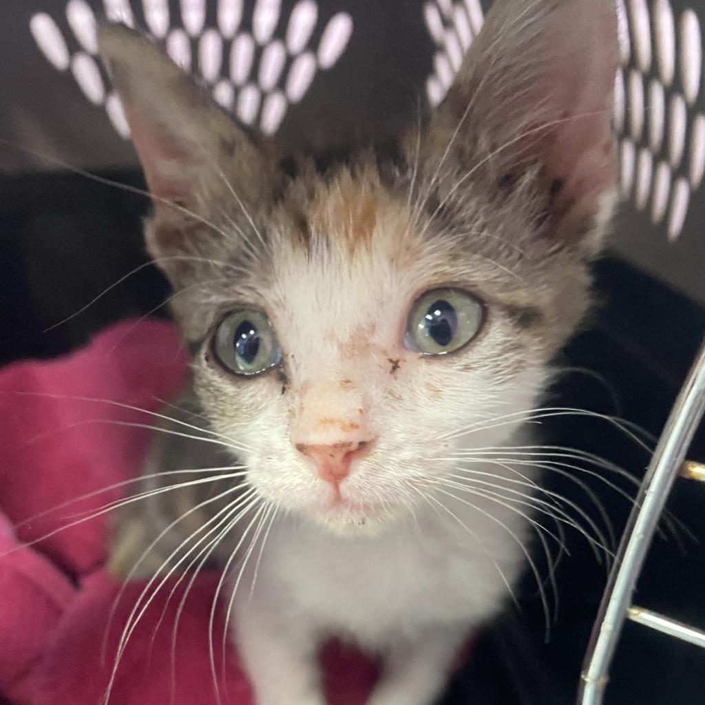 Pixie Dust - Domestic Short Hair