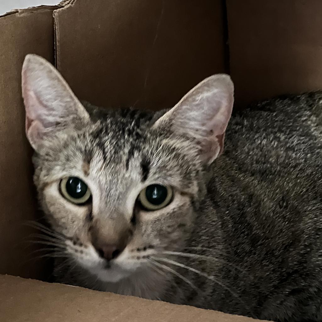Anaya - Domestic Short Hair