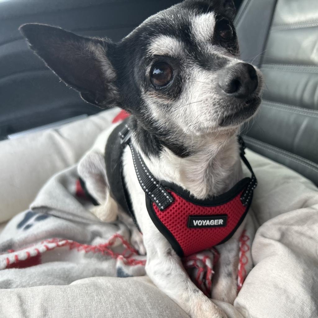Gracie - Chihuahua