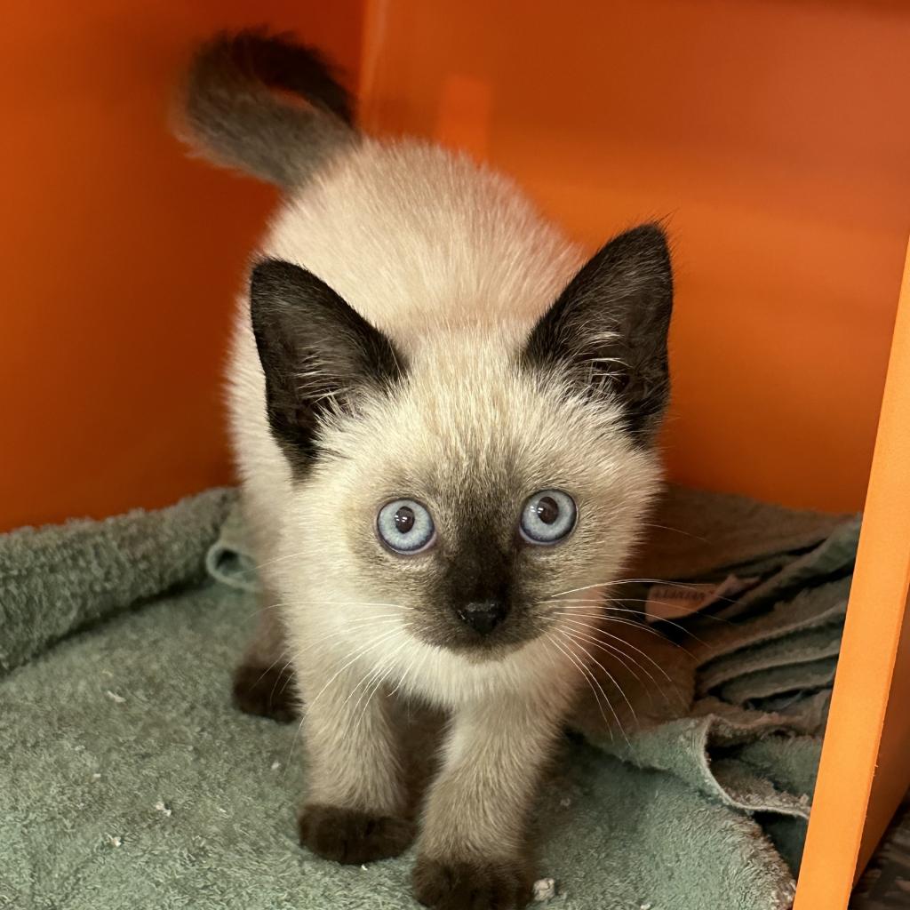 Gatsby - Domestic Short Hair