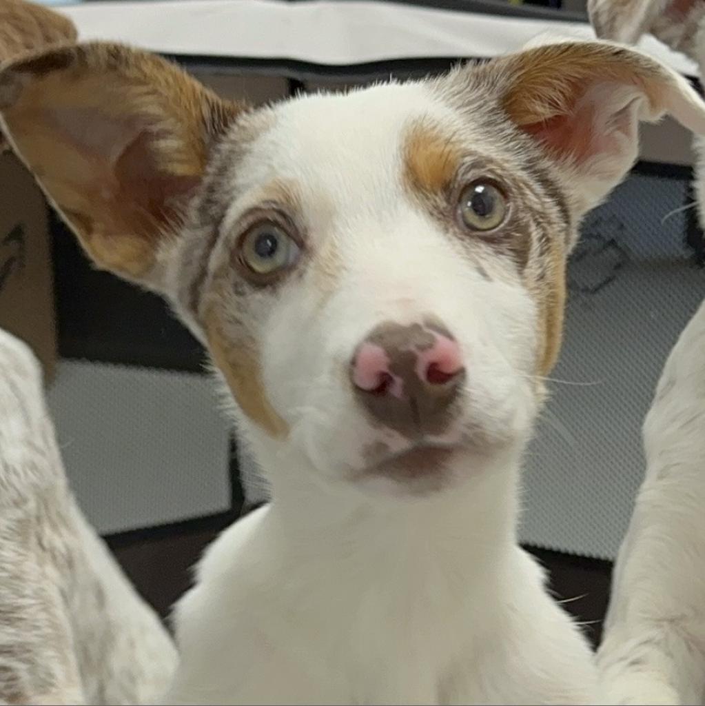 adoptable Dog in Houston, TX named Aqua