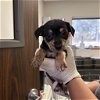 adoptable Dog in houston, TX named Kayla