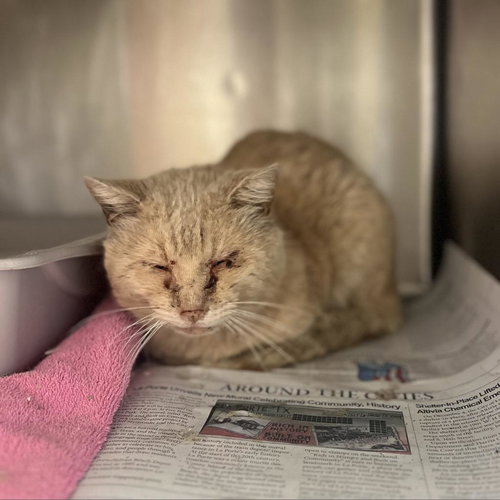Juniper, Adult Domestic Short Hair, cat for adoption in Friendswood, Texas