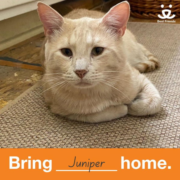 Juniper