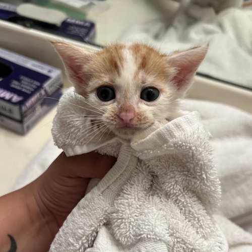 picture of the cat needing adoption
