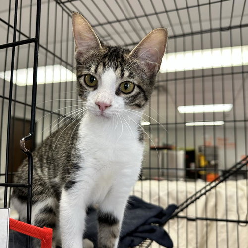 picture of the cat needing adoption