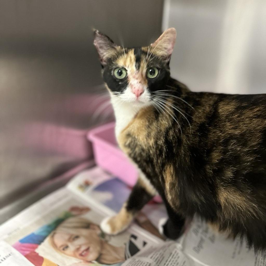 adoptable Cat in Houston, TX named Mia