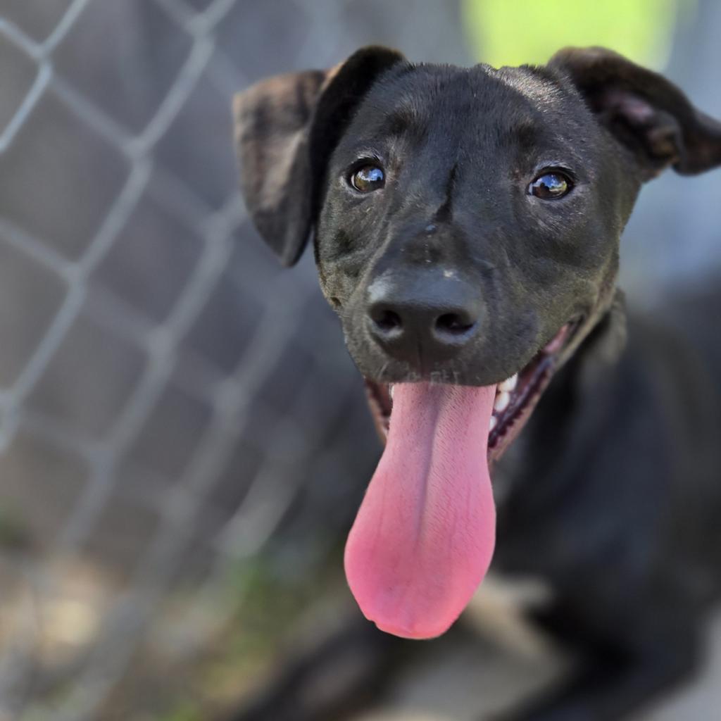 adoptable Dog in Houston, TX named Pony