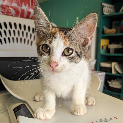 picture of the cat needing adoption