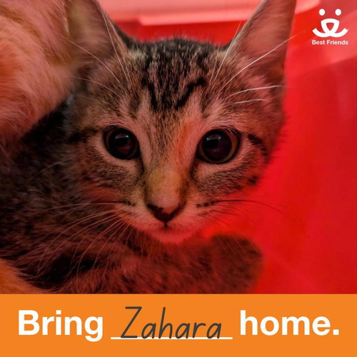 picture of the cat needing adoption