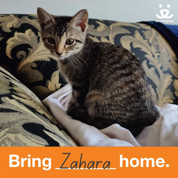 Zahara