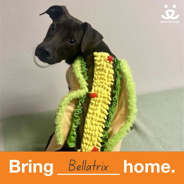 Bellatrix