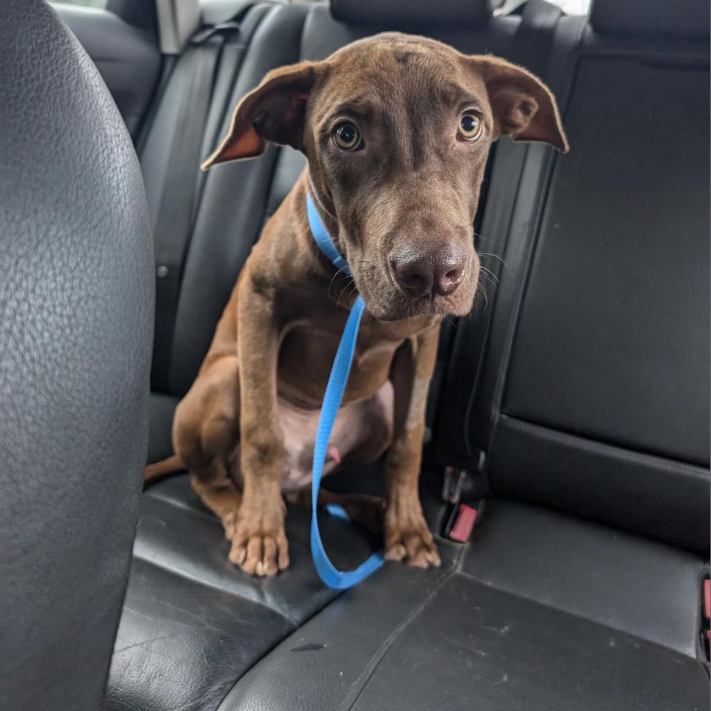 adoptable Dog in Houston, TX named Rascal