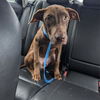 adoptable Dog in  named Rascal