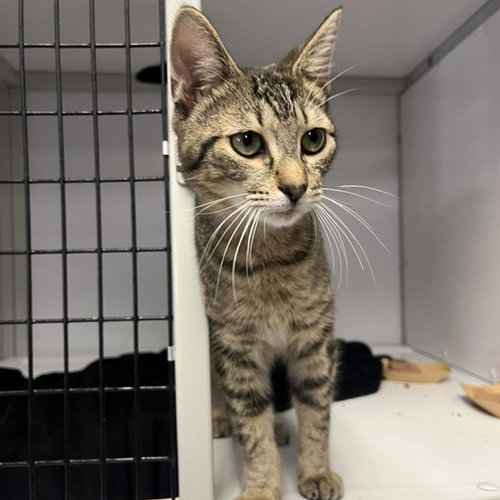 picture of the cat needing adoption