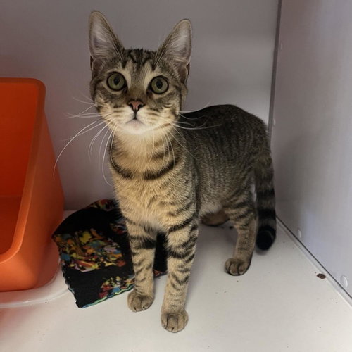 Frodo, Baby Domestic Short Hair, cat for adoption in Friendswood, Texas