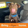 adoptable Dog in  named Flynn