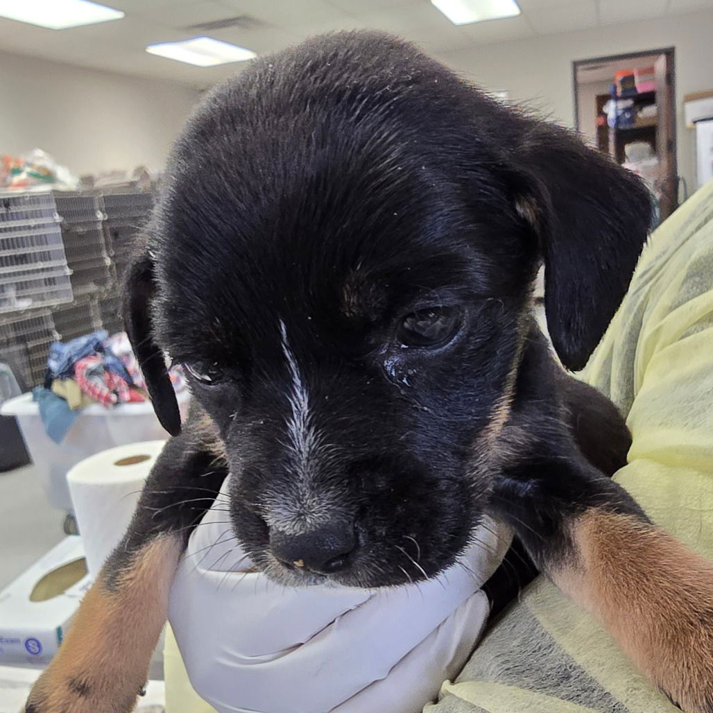 adoptable Dog in Houston, TX named Molly