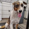 adoptable Dog in  named Bronze