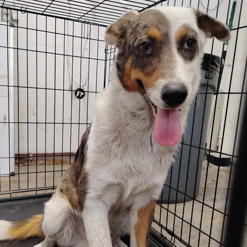 picture of the dog needing adoption