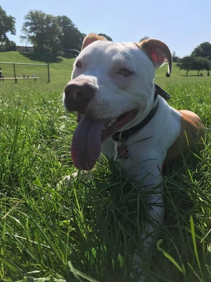 adoptable Dog in Columbia, MD named CODA (COURTESY POST)