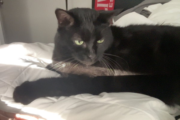 KIPPER (COURTESY POST)