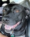 adoptable Dog in  named MILO (COURTESY POST)