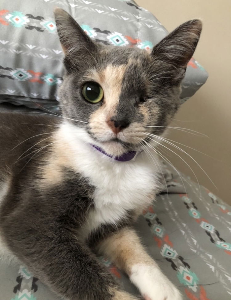 adoptable Cat in Columbia, MD named CALI 2 (COURTESY POST)