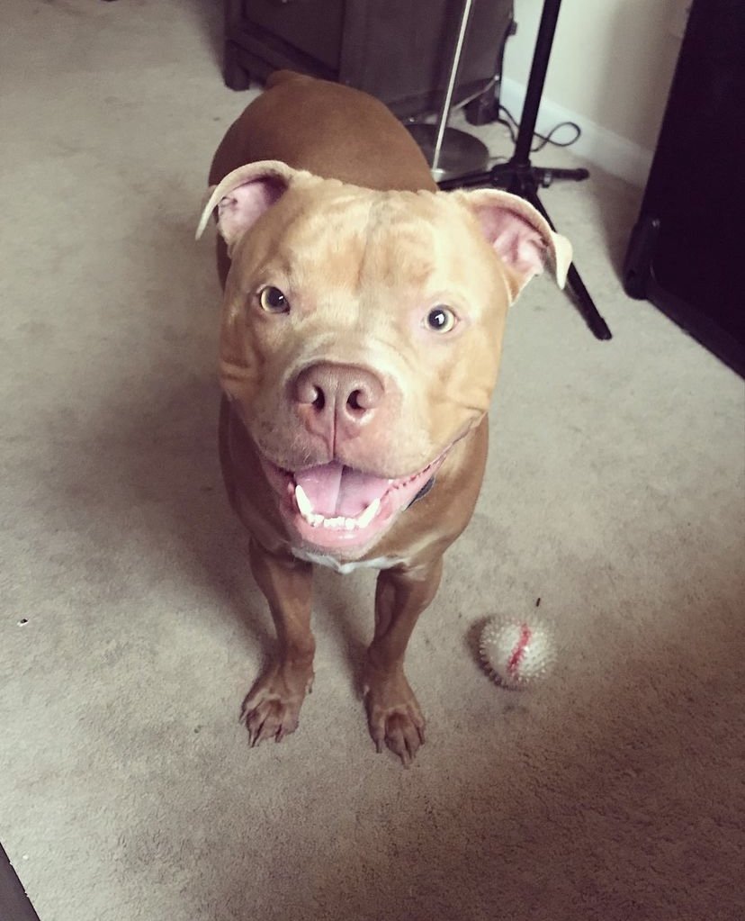 adoptable Dog in Columbia, MD named ZAZA (COURTESY POST)
