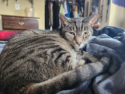 GRIFFYN (COURTESY POST) - Domestic Short Hair available for adoption