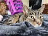 adoptable Cat in columbia, MD named GRIFFYN (COURTESY POST)