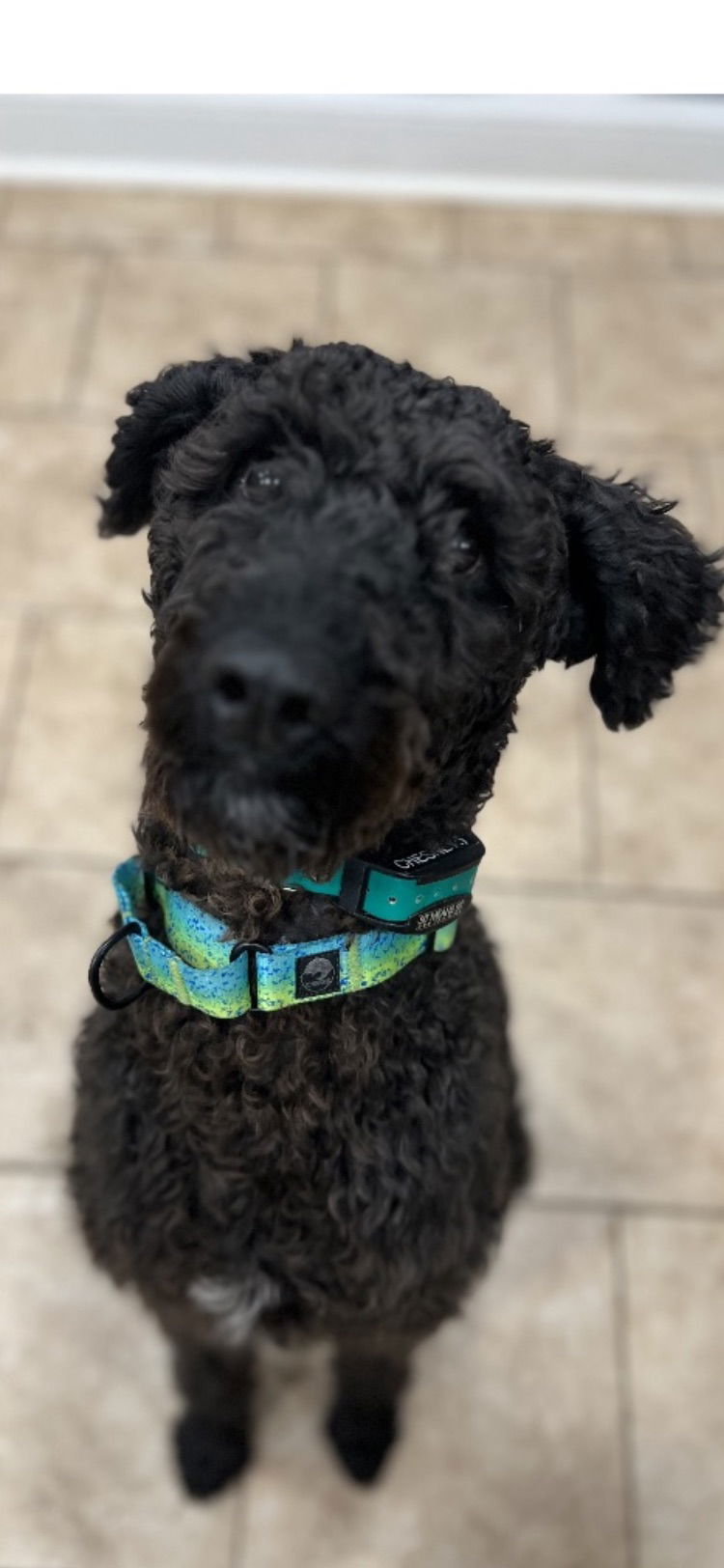 adoptable Dog in Columbia, MD named CHESNEY (COURTESY POST)