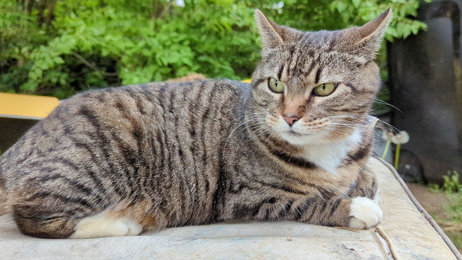 adoptable Cat in Columbia, MD named GIGI 2  (COURTESY POST)