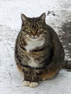 GIGI 2  (COURTESY POST) - Photo 2