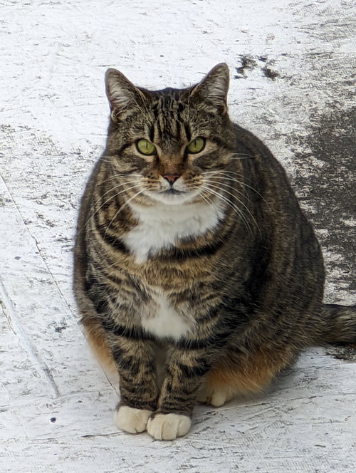 GIGI 2  (COURTESY POST) - Domestic Short Hair available for adoption