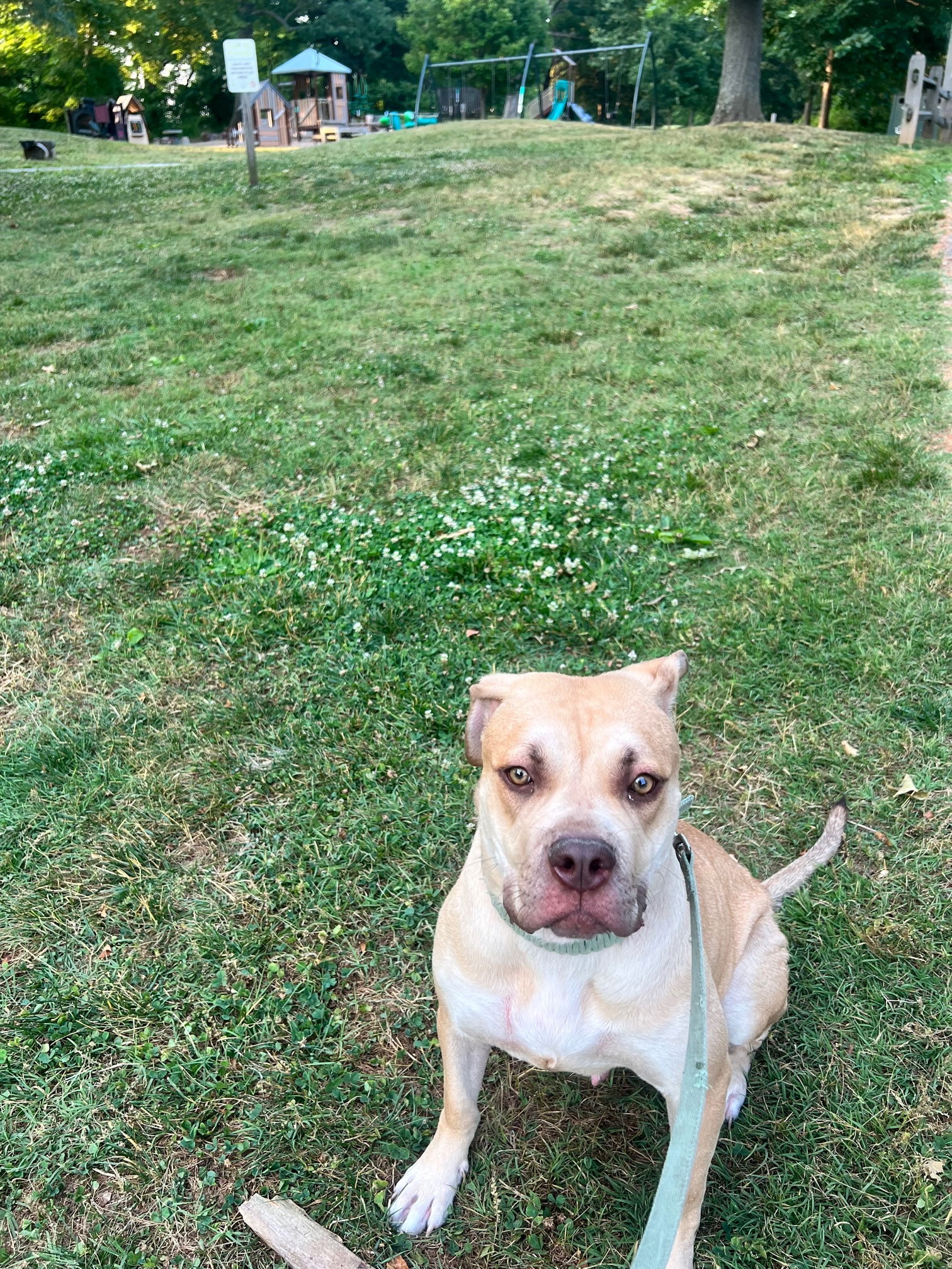 adoptable Dog in Columbia, MD named GRISELDA/'GRIZZY' (COURTESY POST)