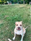 adoptable Dog in columbia, MD named GRISELDA/
