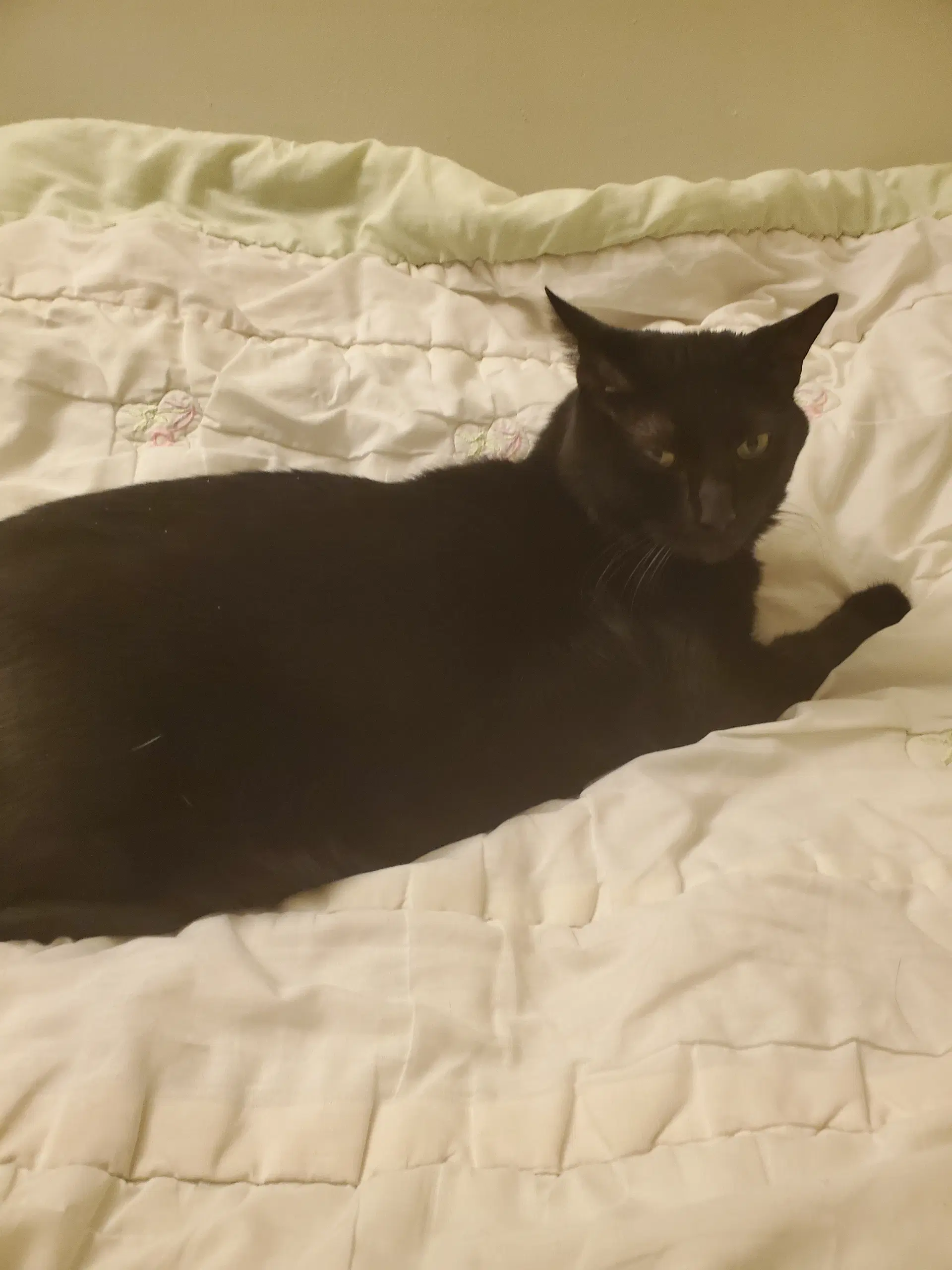 Butterfly Courtesy Post - Domestic Short Hair