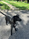 adoptable Dog in  named BANDIT (COURTESY POST)