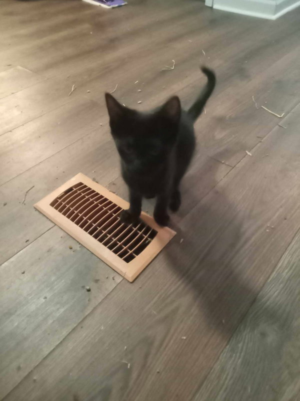 BUDDY (COURTESY POST)