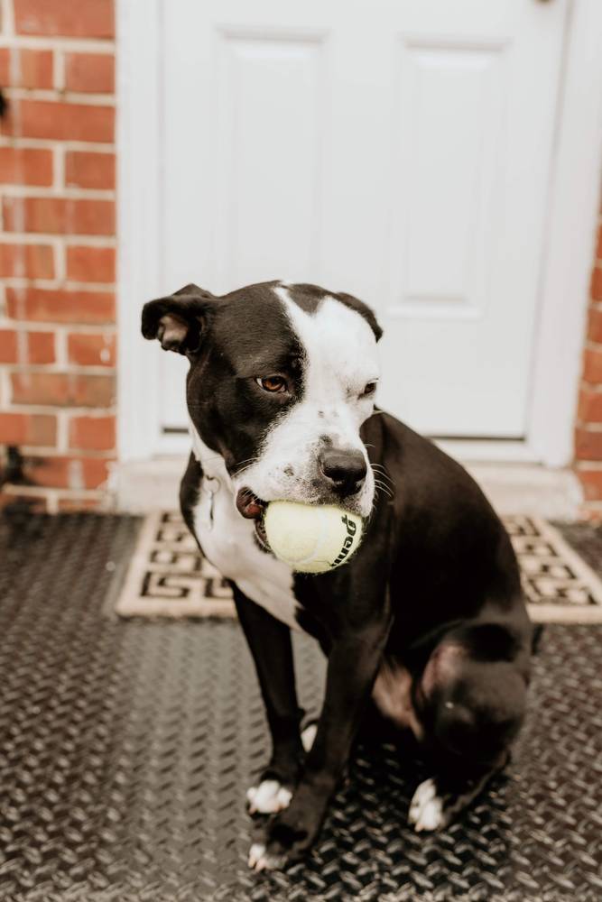 adoptable Dog in Columbia, MD named FRANKIE (COURTESY POST)