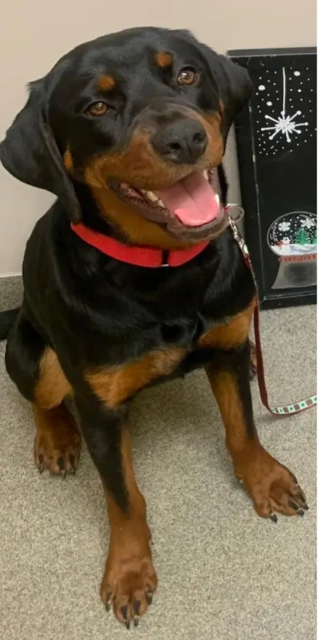 adoptable Dog in Columbia, MD named REDD POTATO (COURTESY POST)