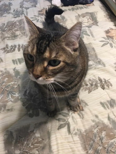 MICKEY (COURTESY POST) - Domestic Short Hair available for adoption