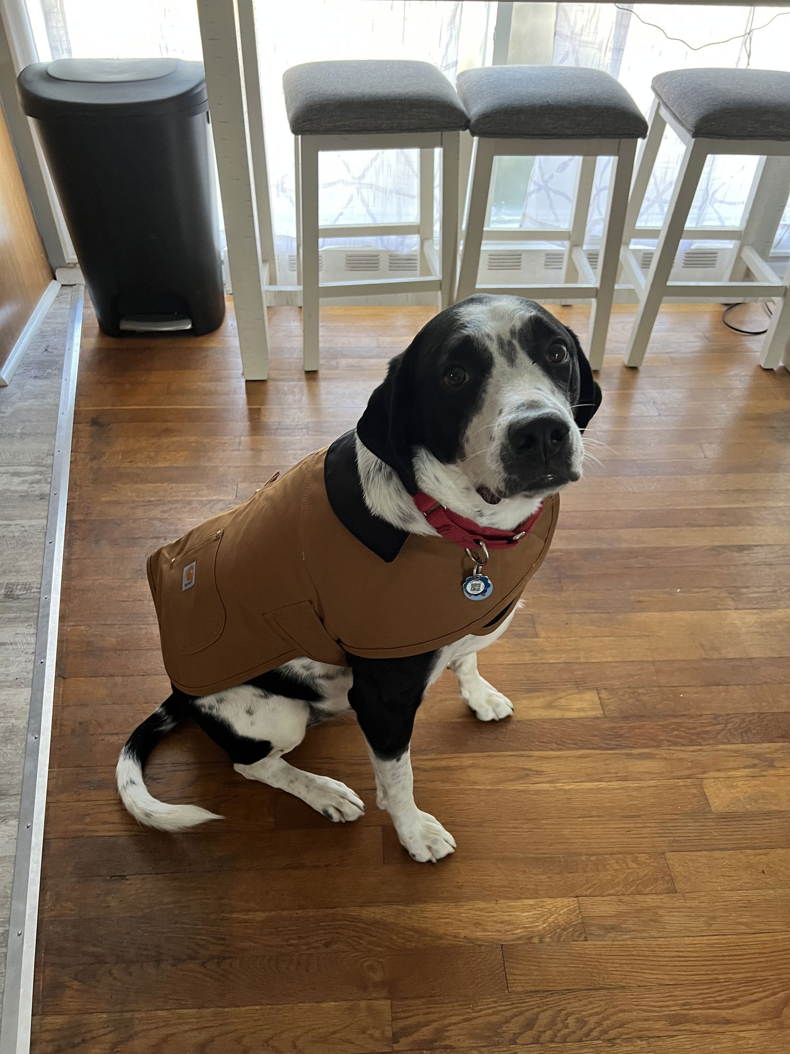 adoptable Dog in Columbia, MD named FRANK (COURTESY POST)