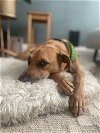 adoptable Dog in  named LEO (COURTESY POST)